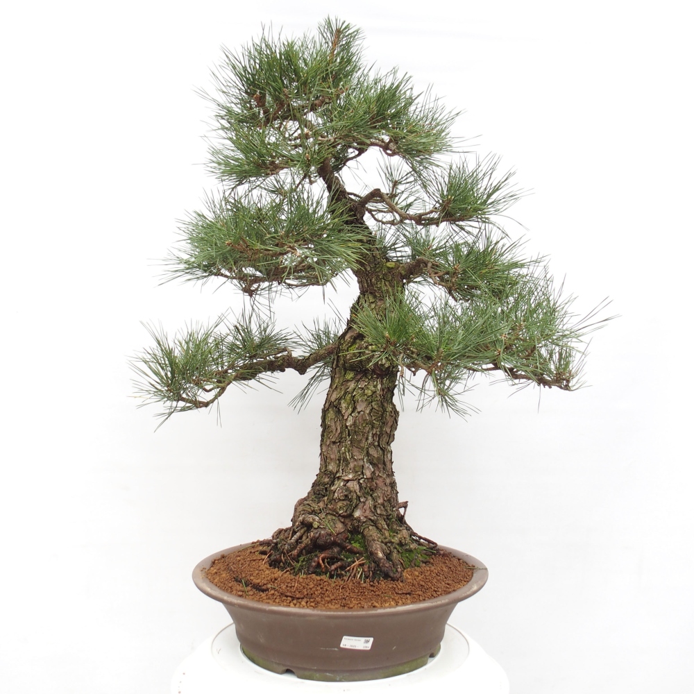 Outdoor-Bonsai - Pinus thunbergii - Thunbergkiefer