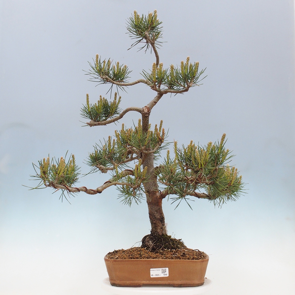 Bonsai im Freien - Pinus Sylvestris - Waldkiefer