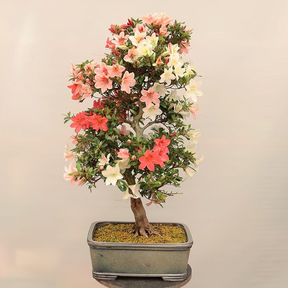 Bonsai für draußen - Japanische Azalee - Azalee Saishun
