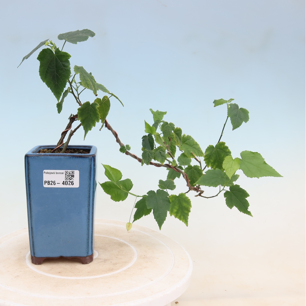 Zimmerbonsai - Abutilon Big Bell - Moltebeere