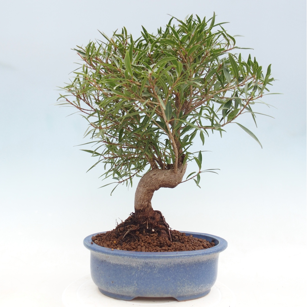 Zimmerbonsai - Ficus nerifolia - Kleinblättriger Ficus