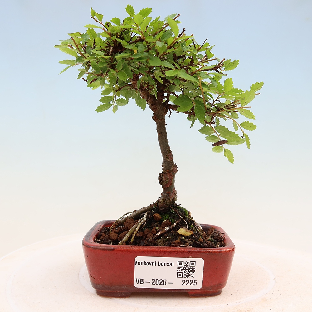 Bonsai im Freien - Ulmus parvifolia Sagei - Kleinblättrige Ulme