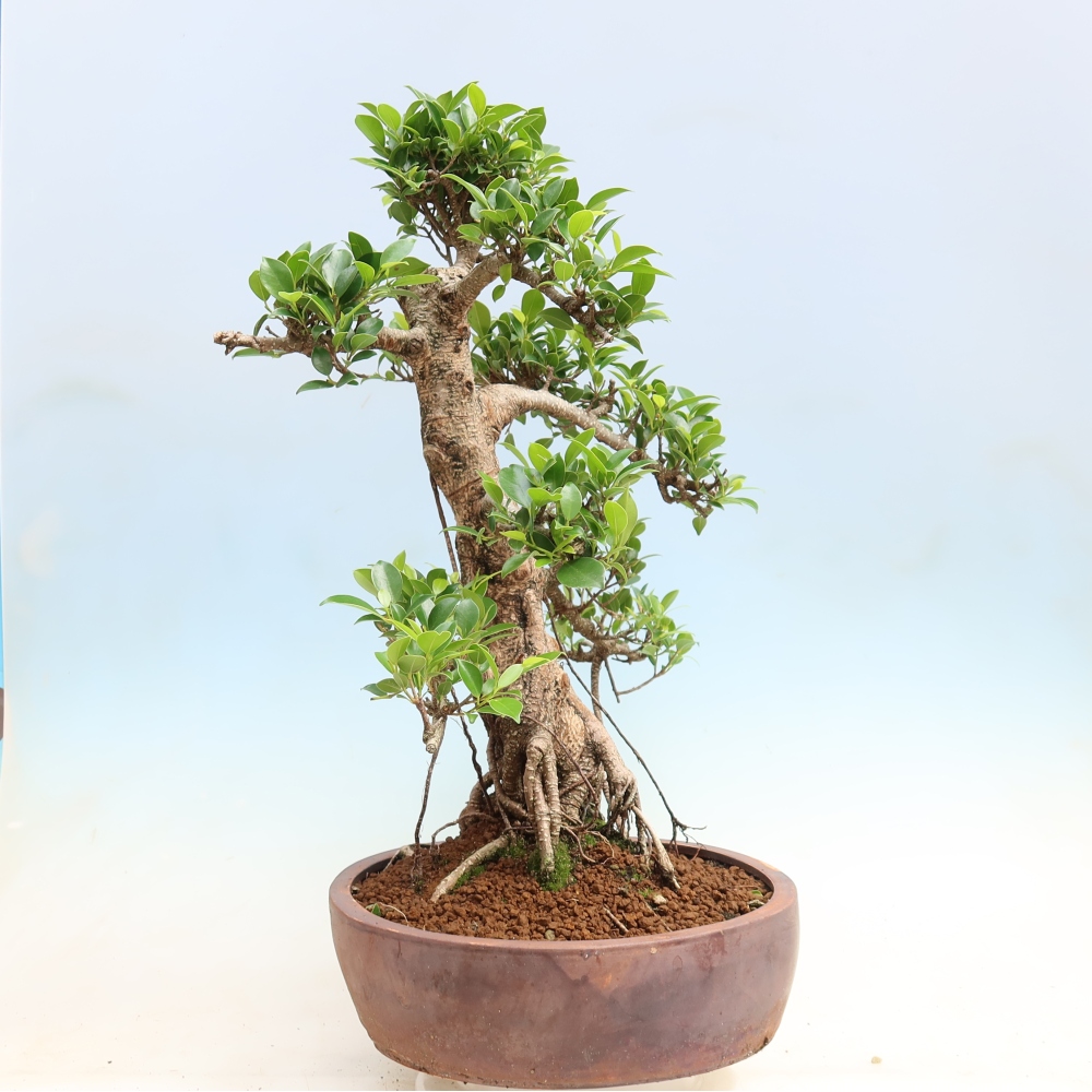 Zimmerbonsai - Ficus kimmen - Kleinblättriger Ficus