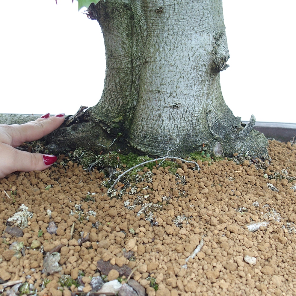 Bonsai im Freien - Fagus sylvatica - Buche