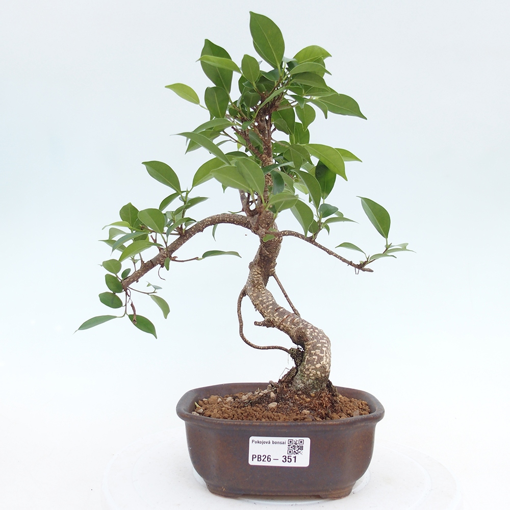 Zimmerbonsai - Ficus retusa - Kleinblättriger Ficus