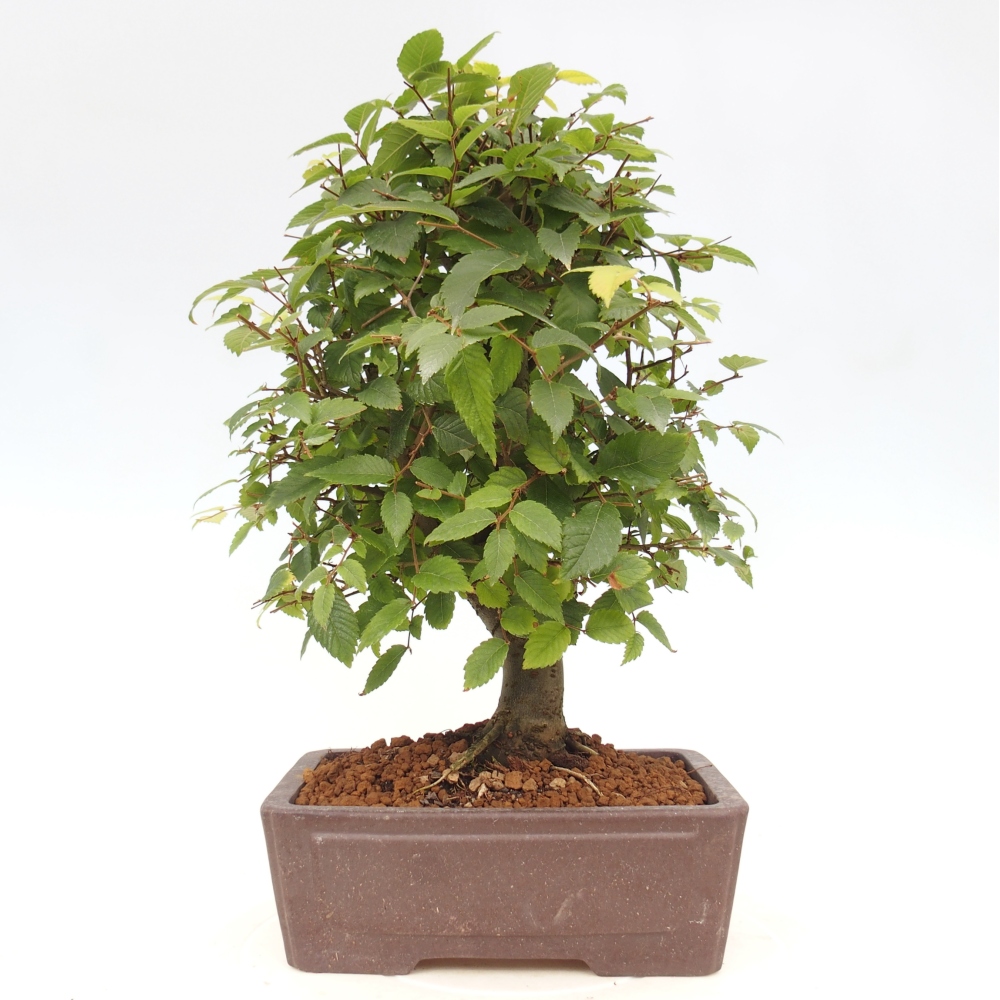 Bonsai im Freien - Zelkova - Zelkova serrata