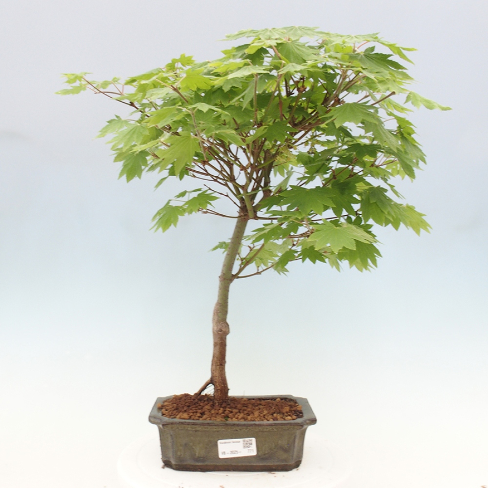 Bonsai im Freien - Ahorn palmatum katsura GISAN - Ahorn palmat