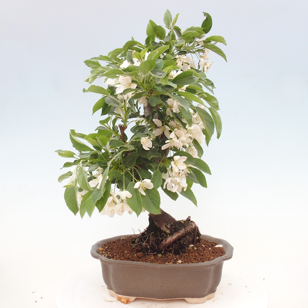 Freilandbonsai - Malus sargentii - Kleinfruchtiger Apfelbaum