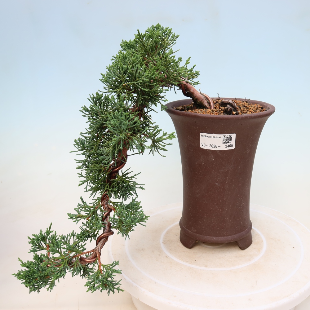 Bonsai für draußen - Juniperus chinensis Kishu