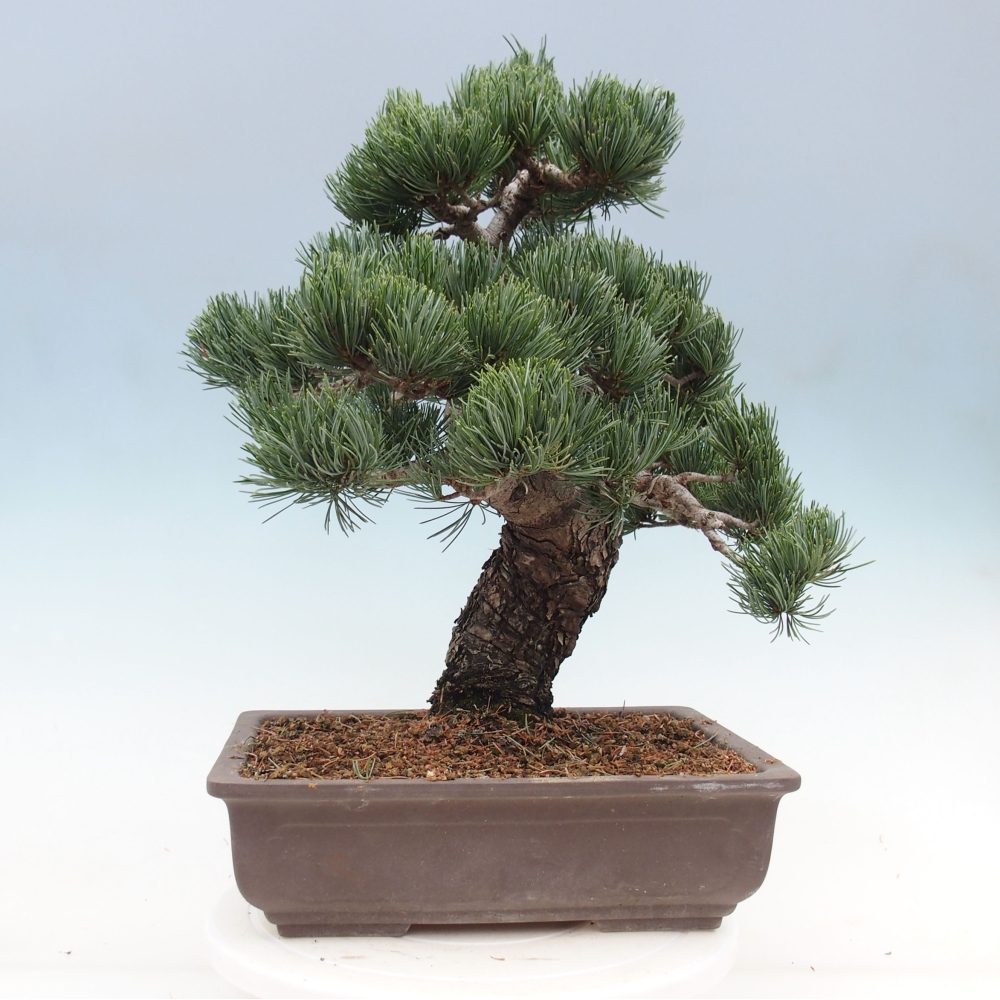 Bonsai im Freien - Pinus parviflora - kleine Kiefer