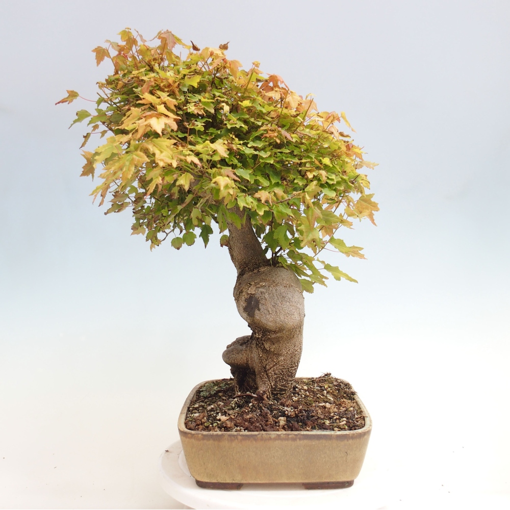 Bonsai im Freien - Ahorn Buergerianum - Burger Maple