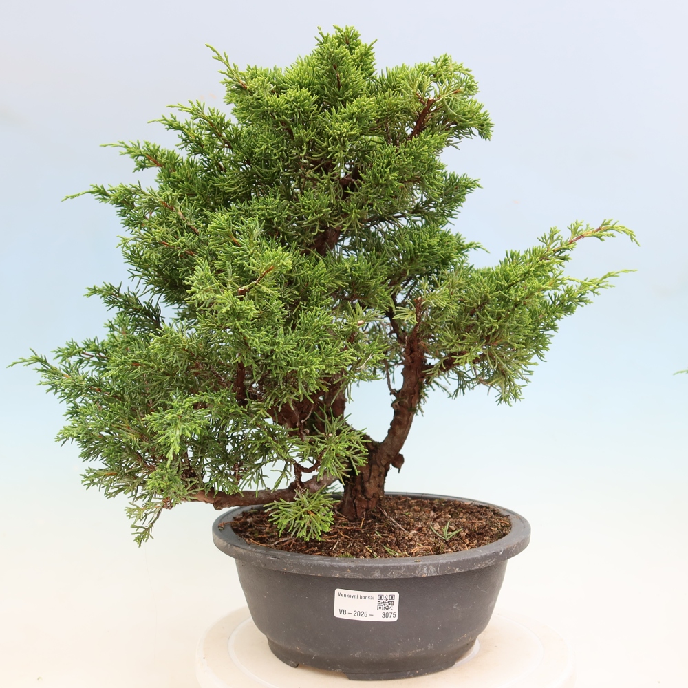 Bonsai für draußen - Juniperus chinensis Itoigawa-Juniperus chinensis