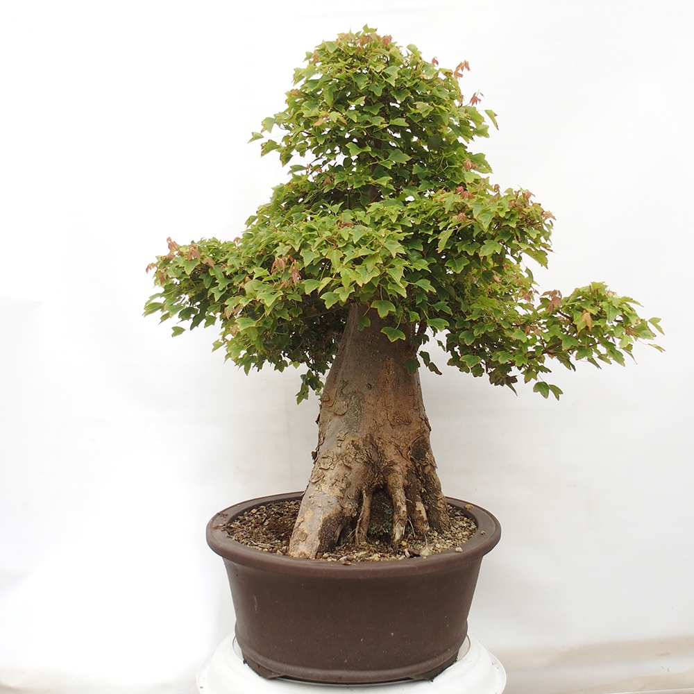Bonsai im Freien - Ahorn Buergerianum - Burger Maple