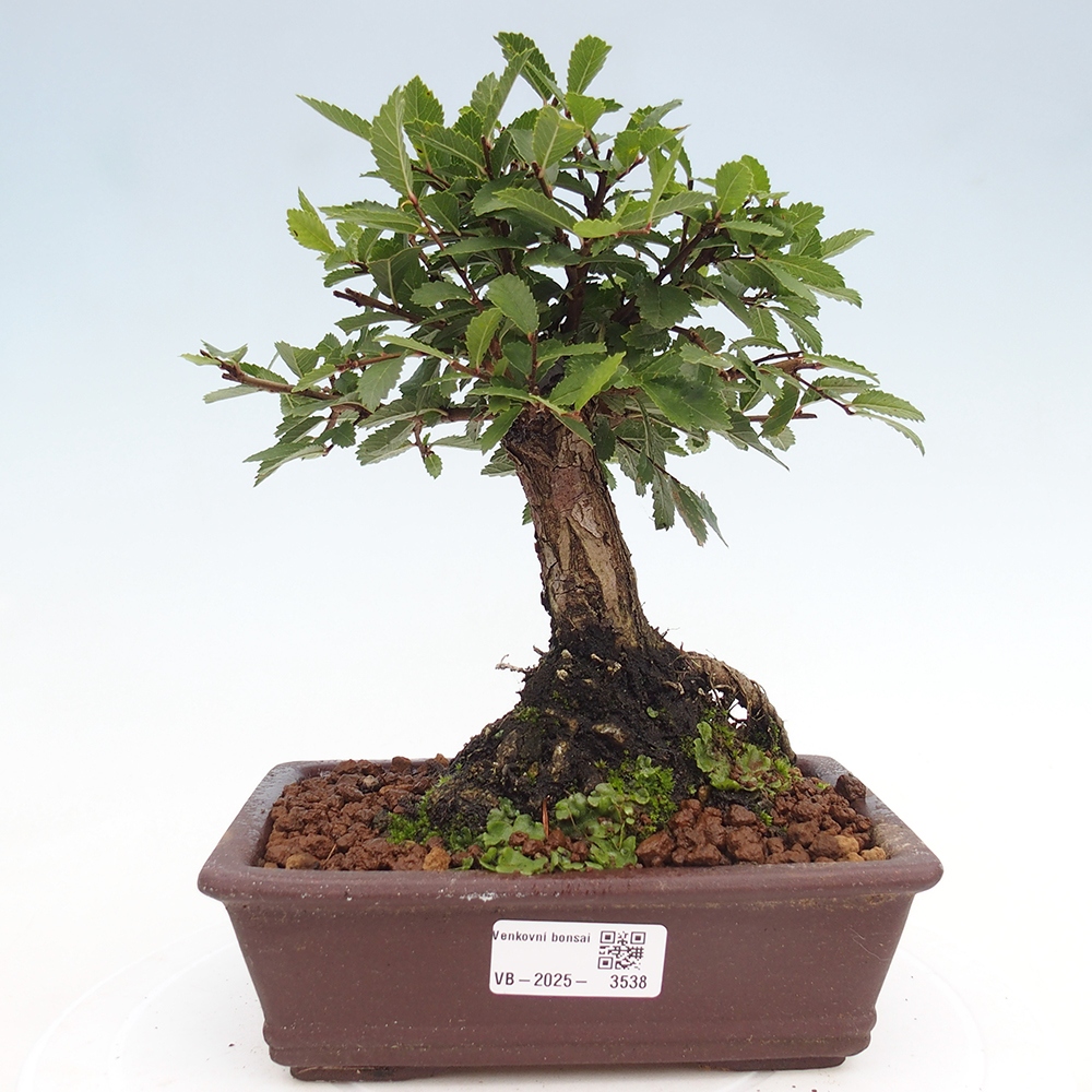Bonsai im Freien - Zelkova - Zelkova NIRE