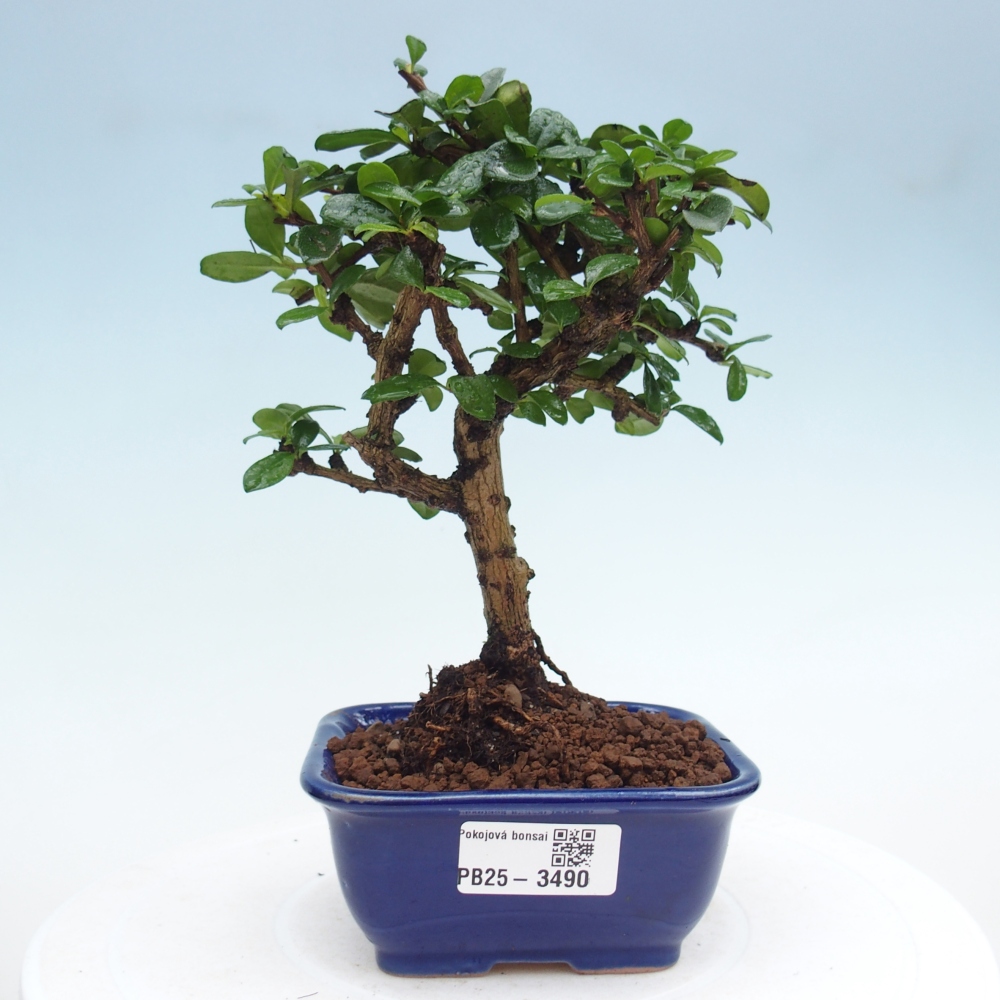 Zimmer-Bonsai - Carmona macrophylla - Tee-Fuki