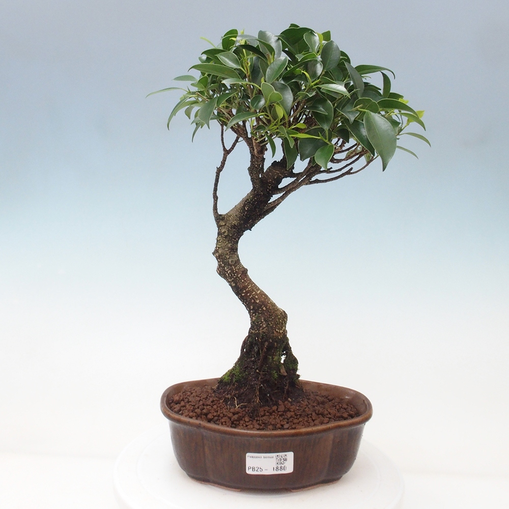 Indoor-Bonsai - Ficus retusa - kleiner Ficus