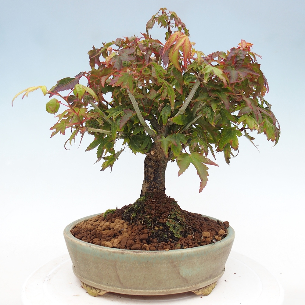 Acer palmatum KIOHIME - Palmetto-Ahorn
