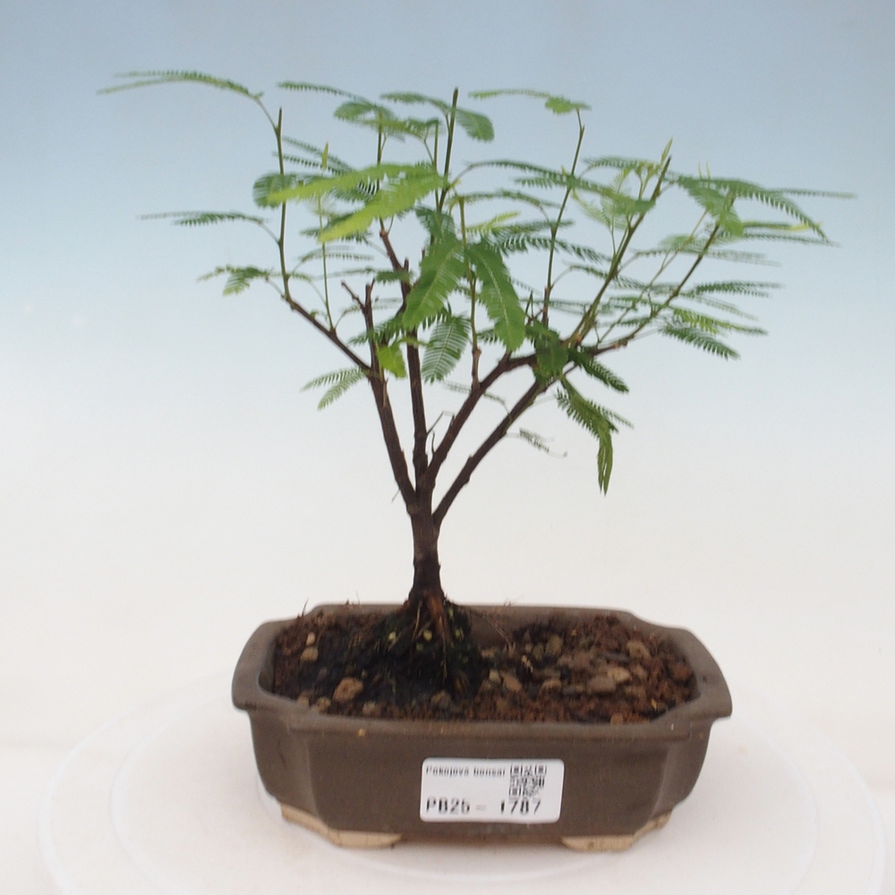 Zimmer Bonsai-Calliandra surinamensis Dixie Pink -Kaliandra von Suria