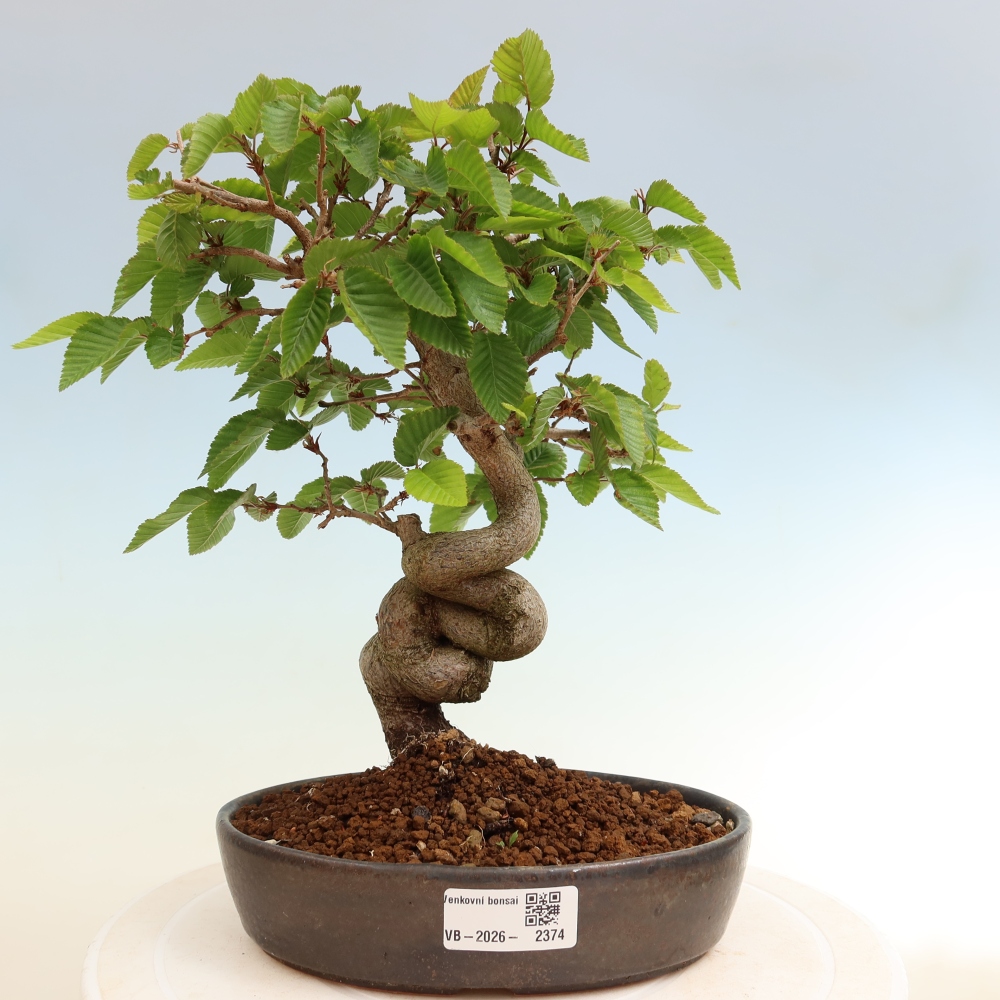 Bonsai für draußen - Karpinus Coreana - Koreanische Hainbuche