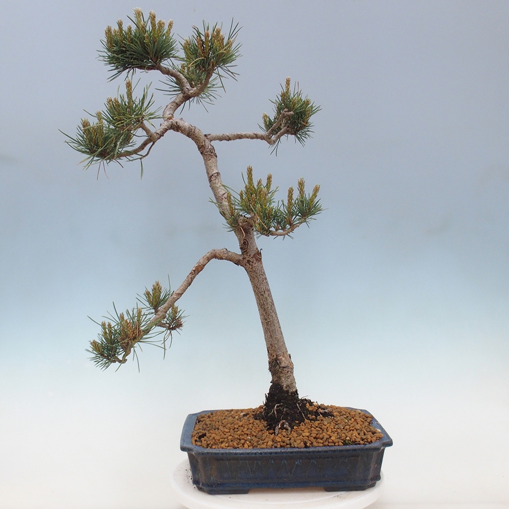 Bonsai im Freien - Pinus Sylvestris - Waldkiefer