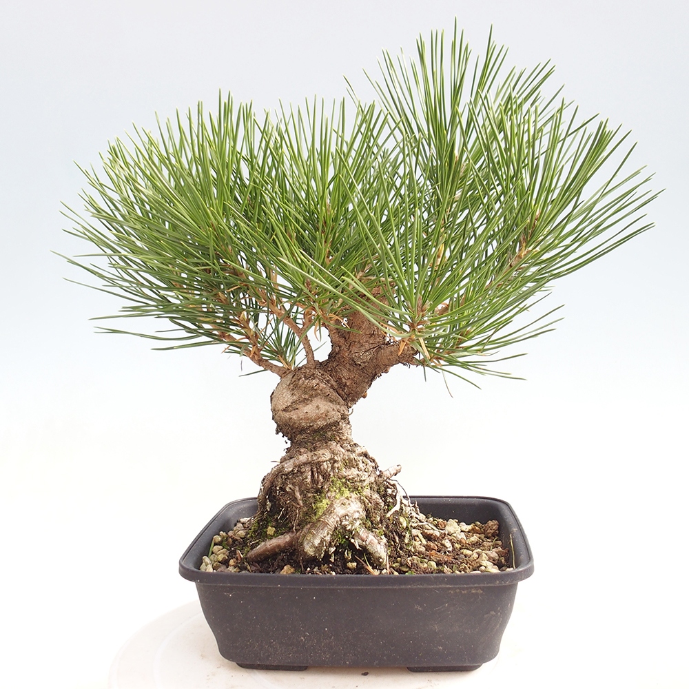 Bonsai für draußen - Pinus thunbergii - Thunberg-Kiefer