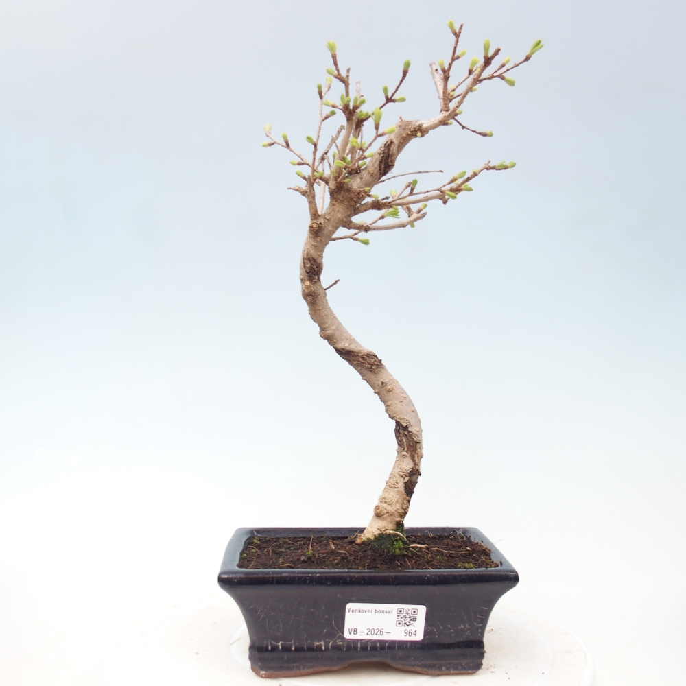 Bonsai für draußen -Pseudolarix amabis-Pseudolarix amabis