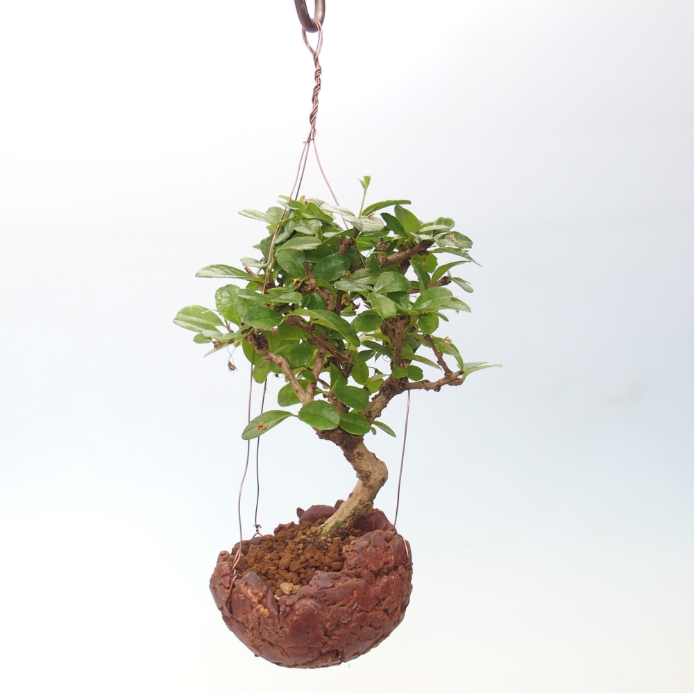 Kokedama in Keramik - Tea-fuki - Carmona macrophylla