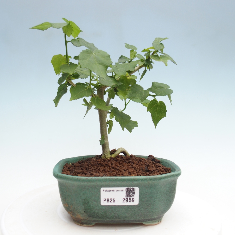 Zimmerbonsai - Malvaviscus arboreus - holziger Hibiskus