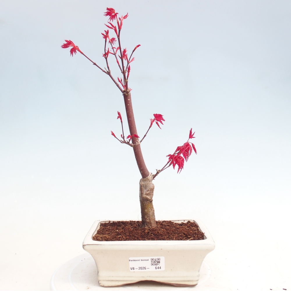 Bonsai für draußen - Acer palmatum DESHOJO