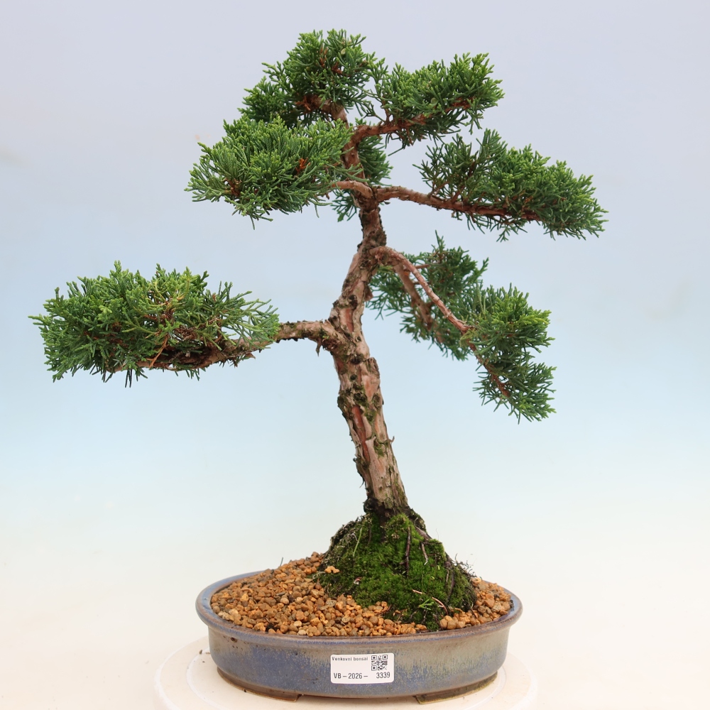 Bonsai für draußen - Juniperus chinensis Kishu