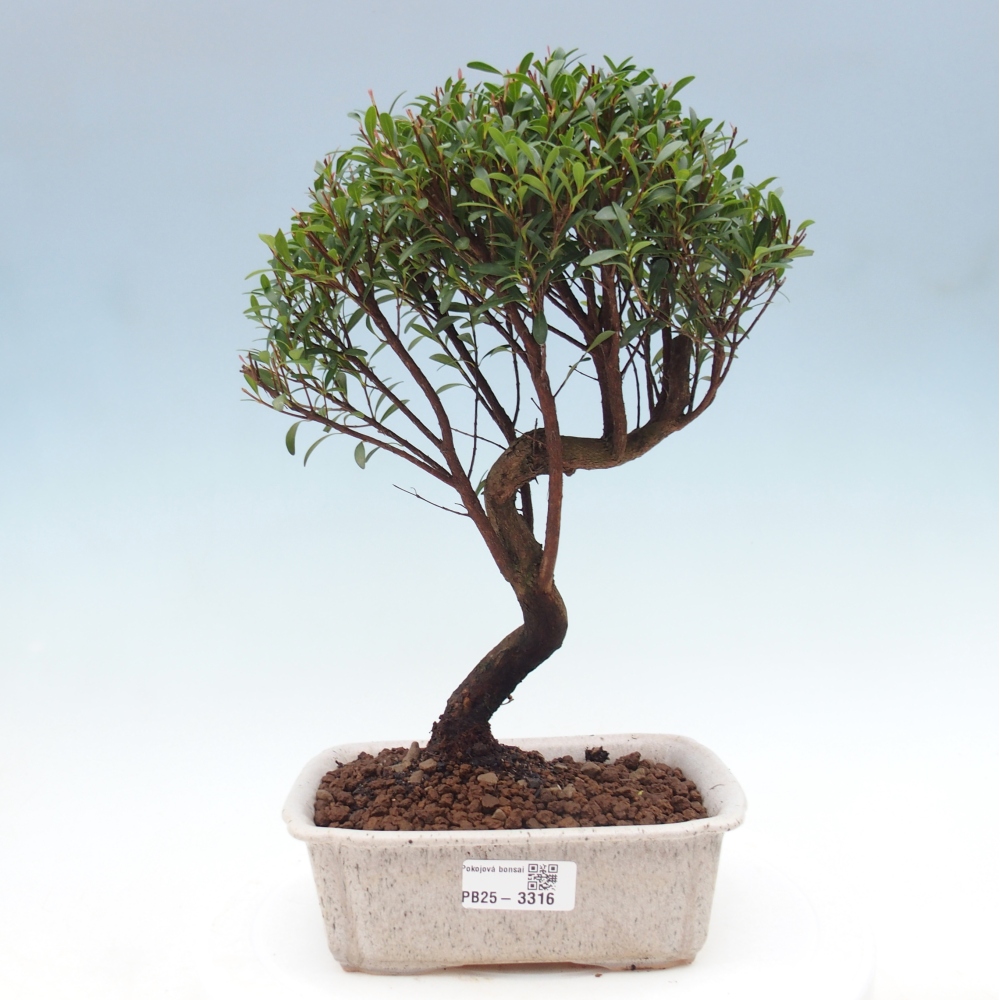 Zimmer Bonsai - Syzygium - Piment