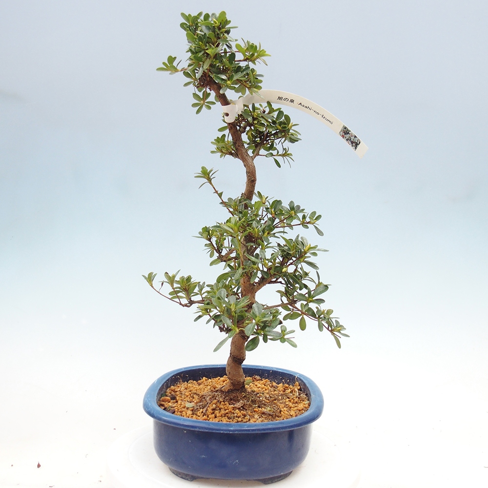 Bonsai für draußen - Japanische Azalee - Azalee Asahi-no-izumi