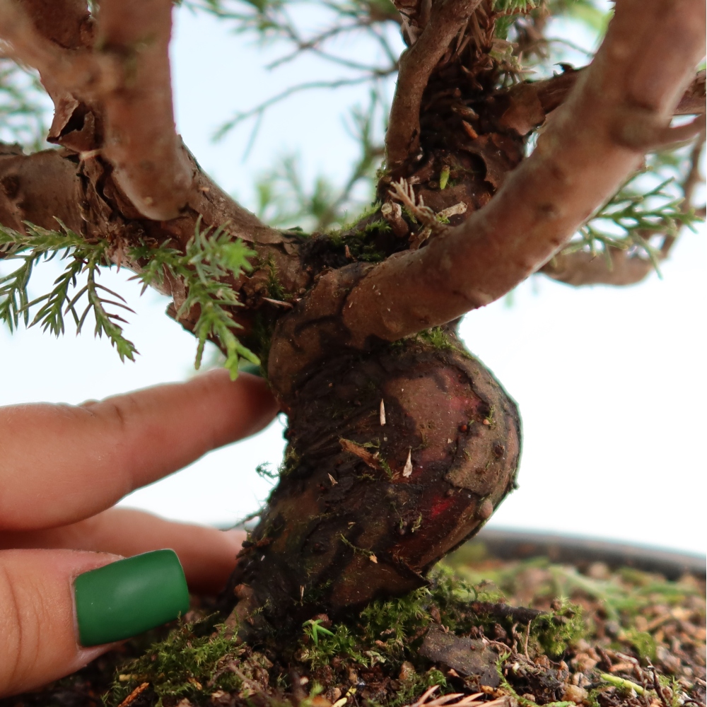 Bonsai für draußen - Juniperus chinensis Itoigawa-Juniperus chinensis