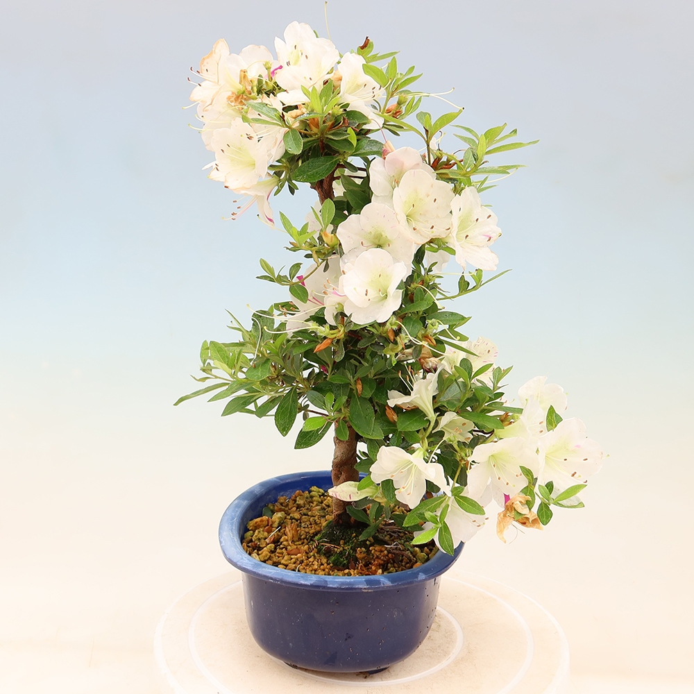 Bonsai für draußen - Japanische Azalee - Azalee Yukigesho