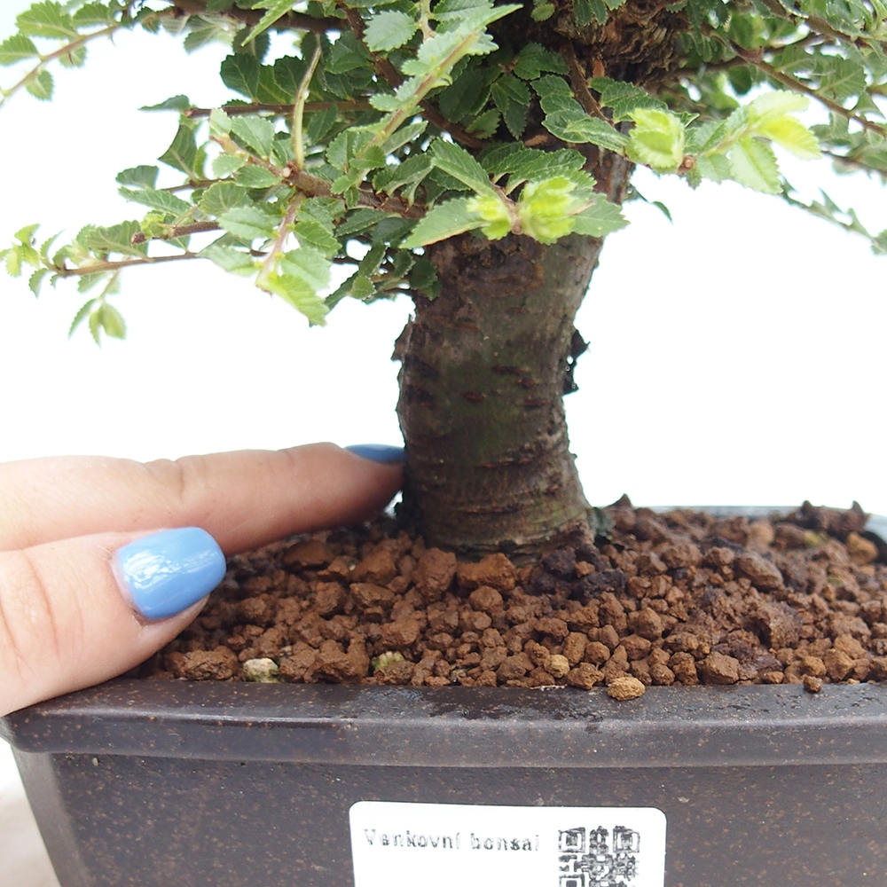 Bonsai im Freien - Ulmus parvifolia Hokkaido - Chinesische Ulme