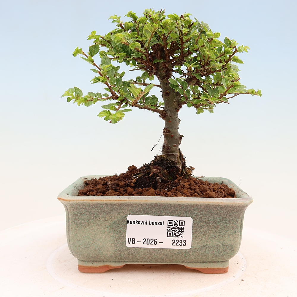 Bonsai für draußen - Ulmus parvifolia Sagei - Kleinblättrige Ulme