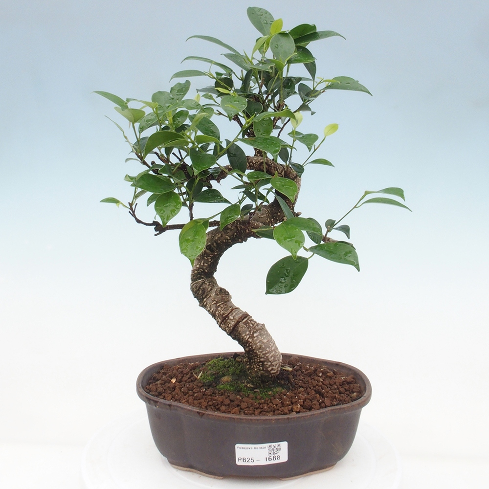 Indoor-Bonsai - Ficus retusa - kleiner Ficus