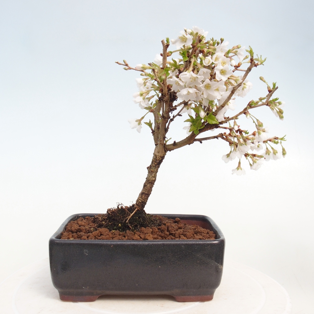 Bonsai für draußen - Prunus incisa Kojou-no mai-Plivon ausgeschnitten
