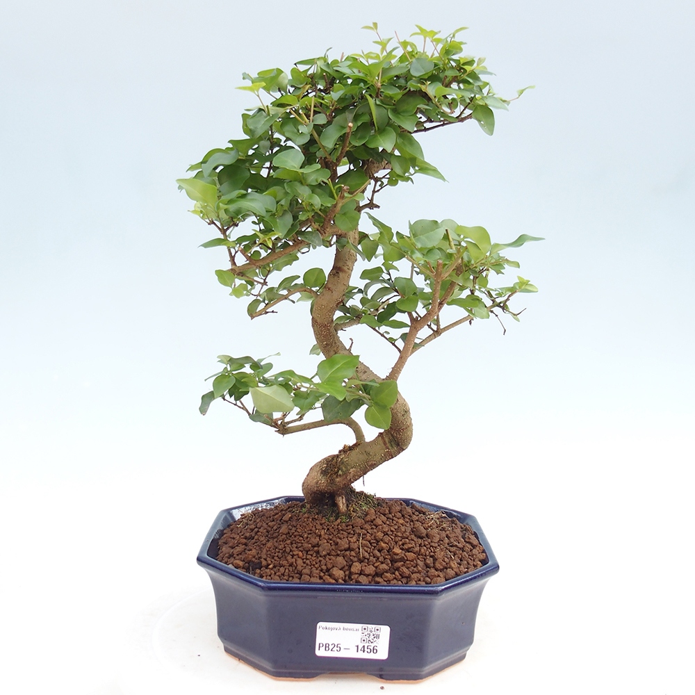 Indoor Bonsai -Ligustrum chinensis - Vogelschnabel