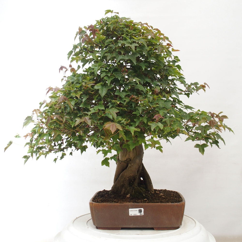 Bonsai im Freien - Ahorn Buergerianum - Burger Maple