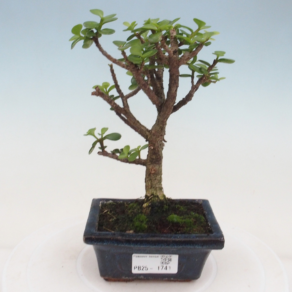 Zimmerbonsai - Portulakaria Afra - Tlustice