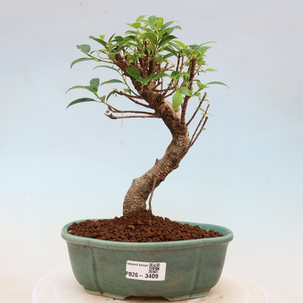 Zimmerbonsai - Ficus kimmen - Kleinblättriger Ficus