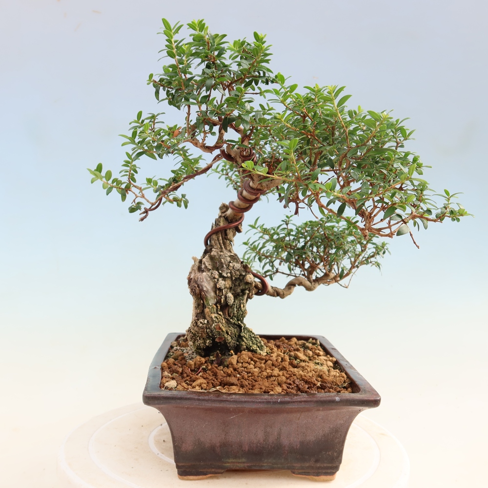 Zimmer Bonsai - Myrtus communis - Myrte