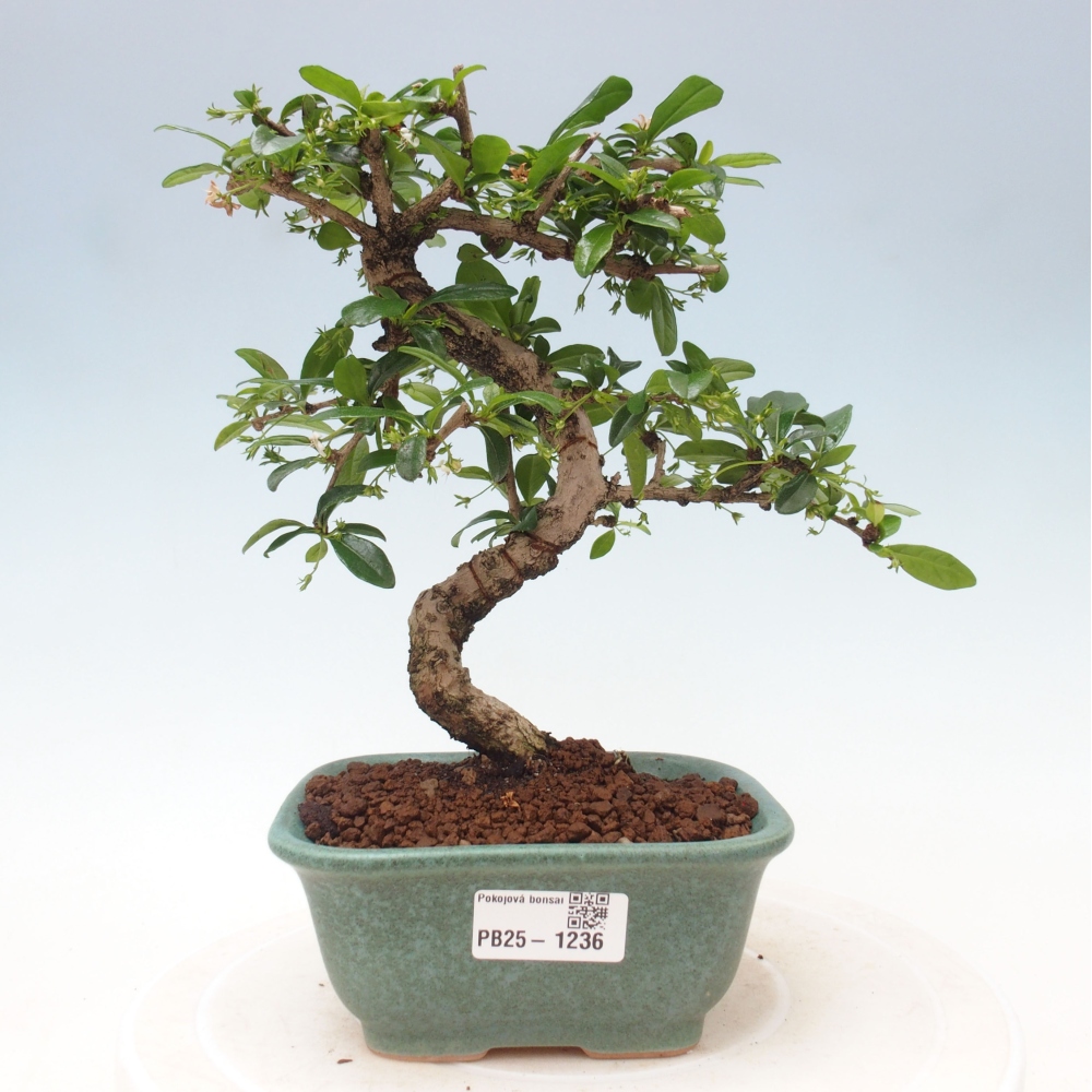 Zimmerbonsai - Carmona Macrophylla - Fuki-Tee