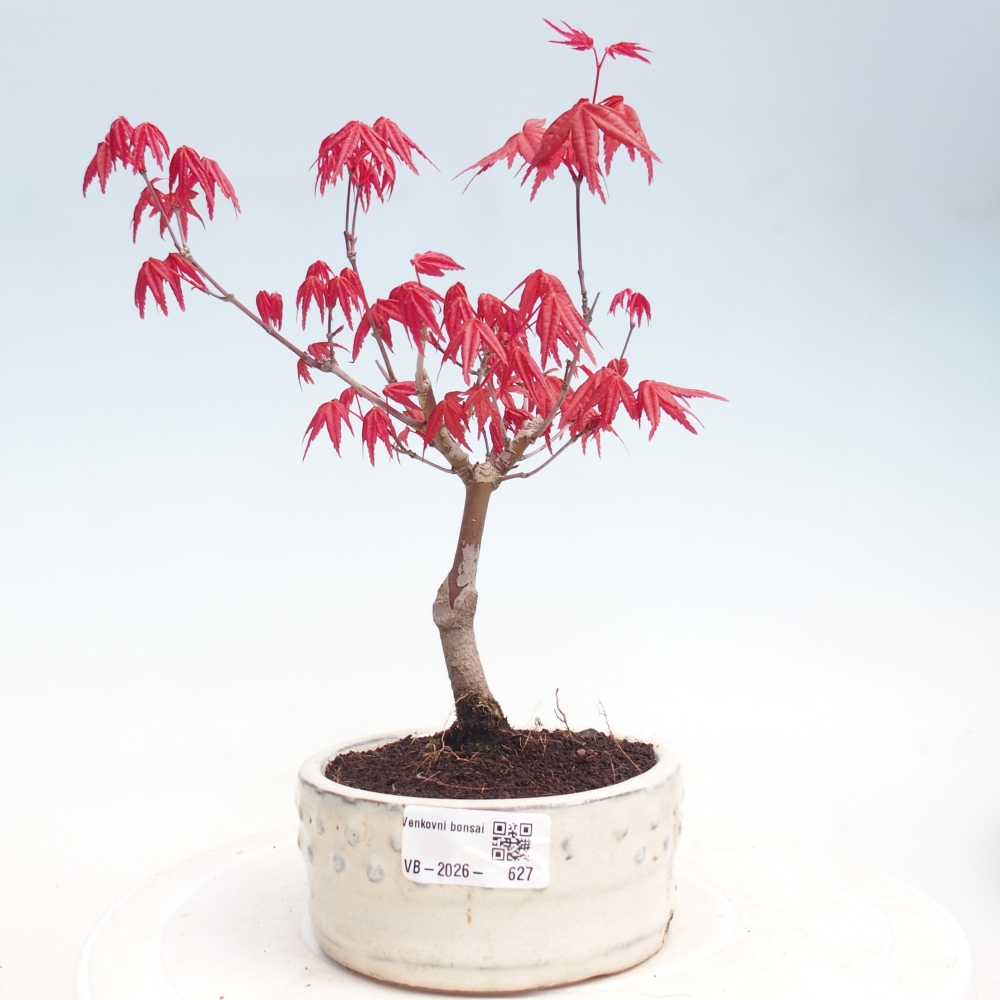 Bonsai im Freien - Ahorn - Acer palmatum DESHOJO