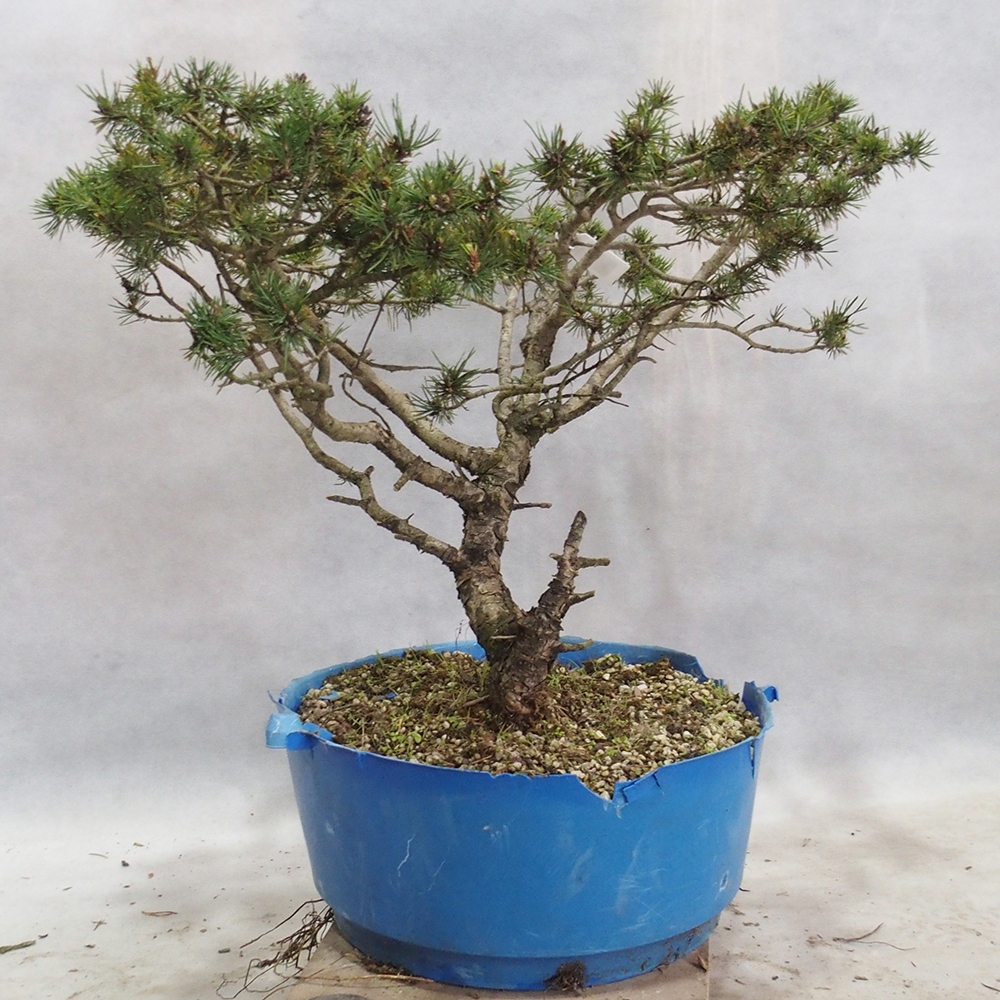 Yamadori - Pinus sylvestris 