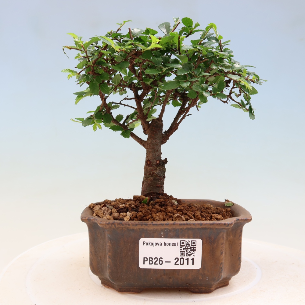 Zimmerbonsai - Ulmus parvifolia - Kleinblättrige Ulme