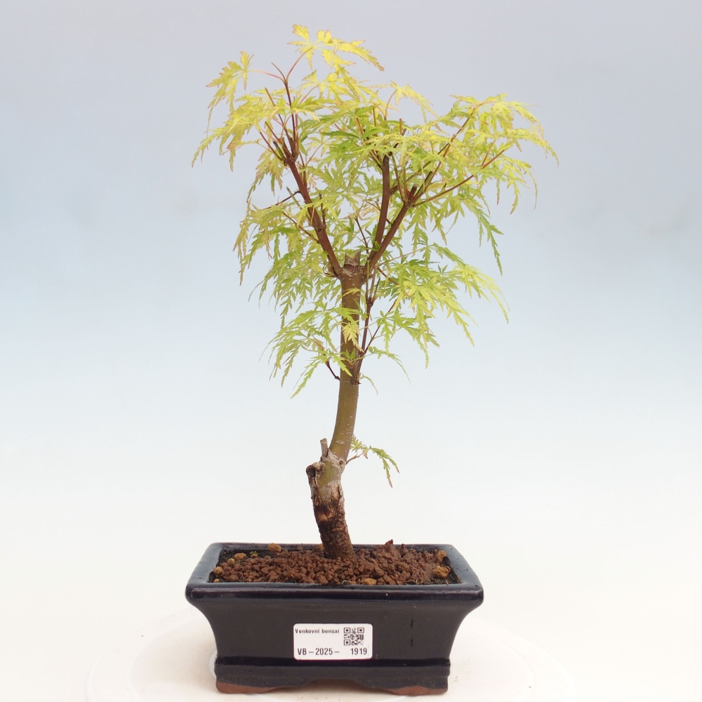 Bonsai im Freien - Acer palmatum Dissectum - japanischer Ahorn 