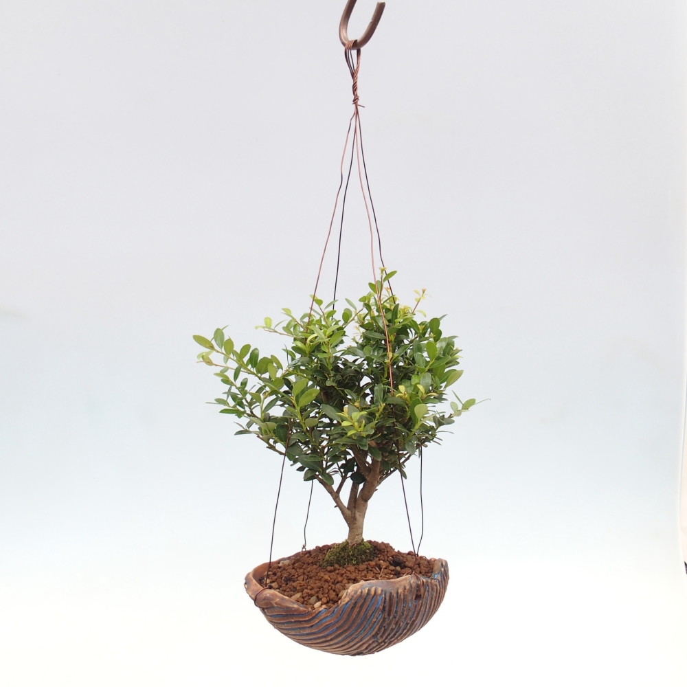 Kokedama aus Keramik - Ilex crenata - Holly