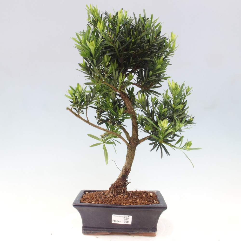 Zimmerbonsai - Podocarpus - Steintausend